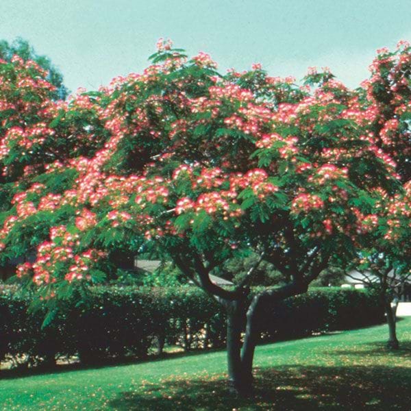 julibrissin Pink silk tree