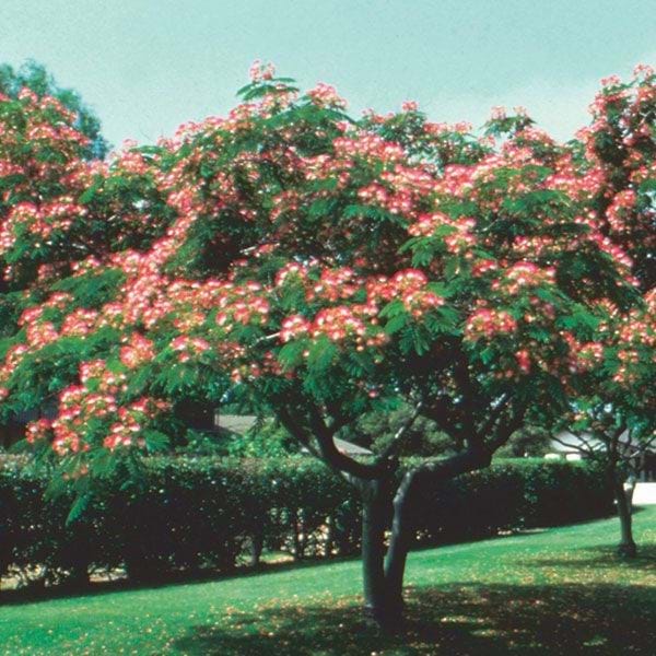Albizia Julibrissin Pink Silk Tree albizia-julibrissin-pink-silk-tree