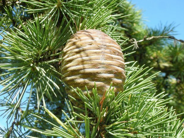 Cedrus deodara ~ Himalayan cedar