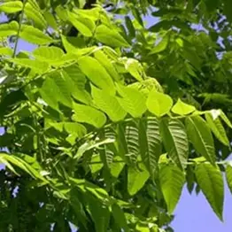 Cuttings