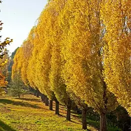 Grafted Trees