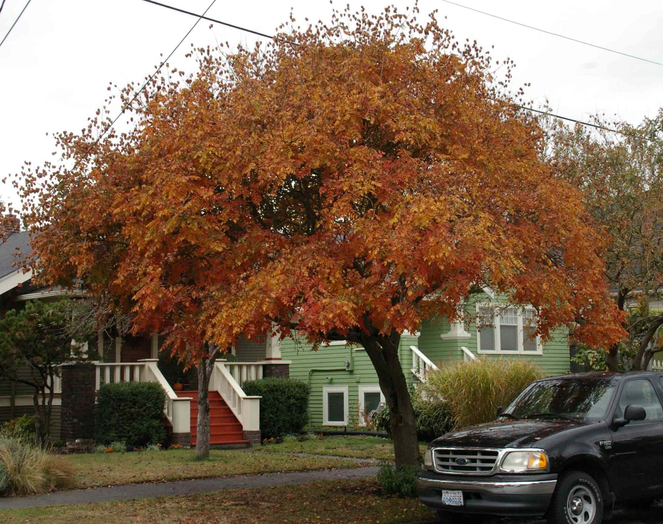 Koelreuteria paniculata ~ Golden rain tree