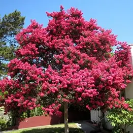 Second Year Trees
