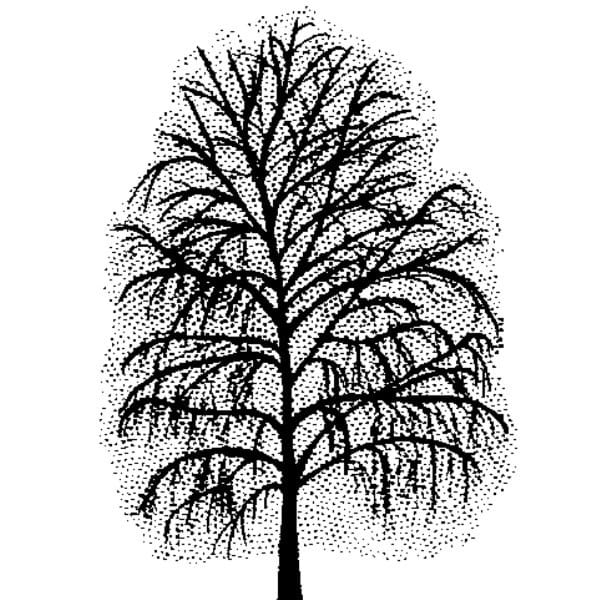 20+ Inspiration Silver Birch Tree Drawing | Barnes Family